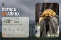#ПогодаВЛапках. Пасмурно, дождь