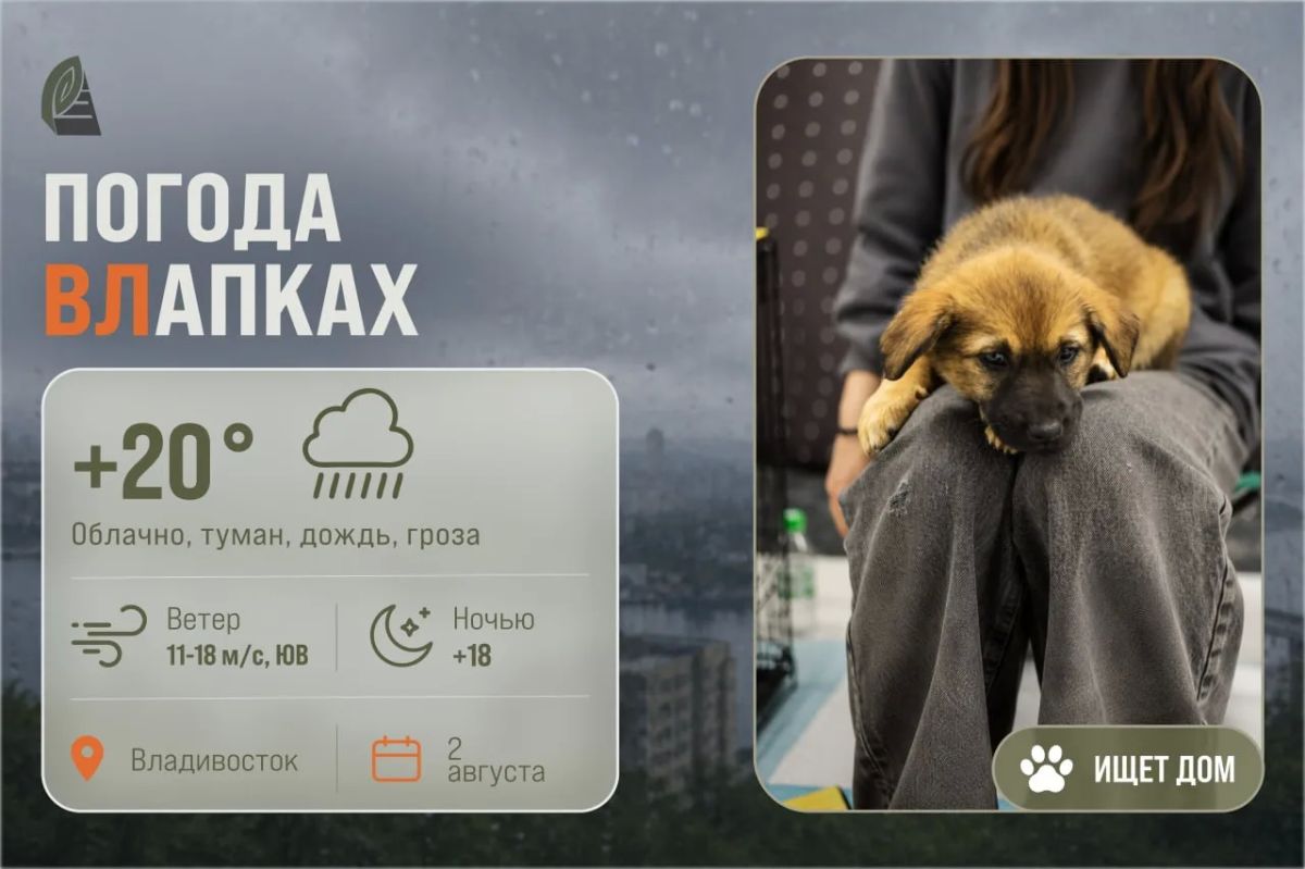 #ПогодаВЛапках. Пасмурно, дождь