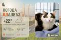 #ПогодаВЛапках. Возможен небольшой дождь