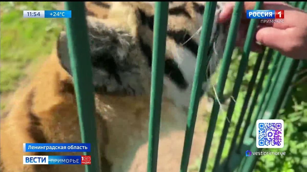 Две амурские тигрицы из Приморья осваиваются в новом доме