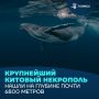 Китайские исследователи обнаружили крупнейшее и самое глубоководное в мире кладбище китов
