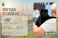 #ПогодаВЛапках. Облачно. В прогнозе – кот-компаньон Байкер