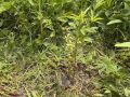 � �������� ���������� ������� ������ � ������ ���� ������������ 51 ���� ���������������� �������