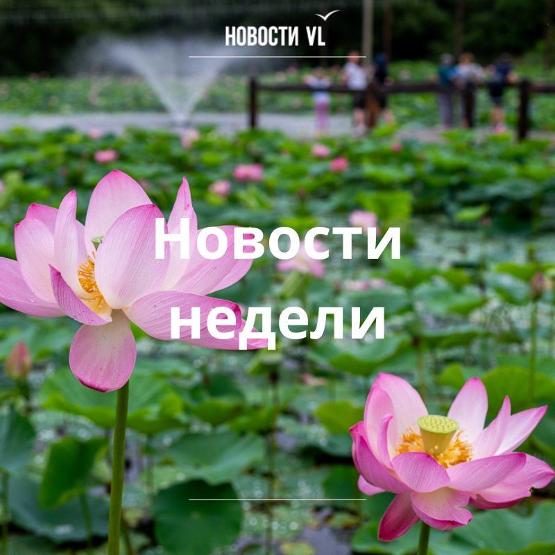 Материалы недели от Новостей VL, которые вы могли пропустить: