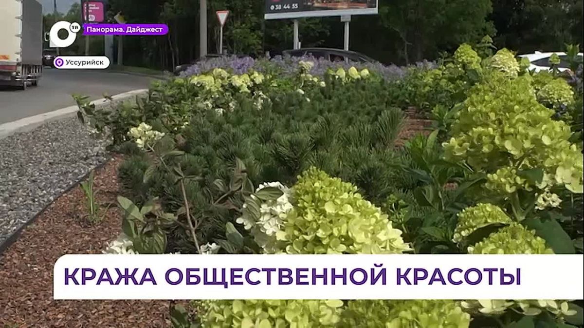 В Уссурийске хулиганы крадут цветы прямо с городских клумб