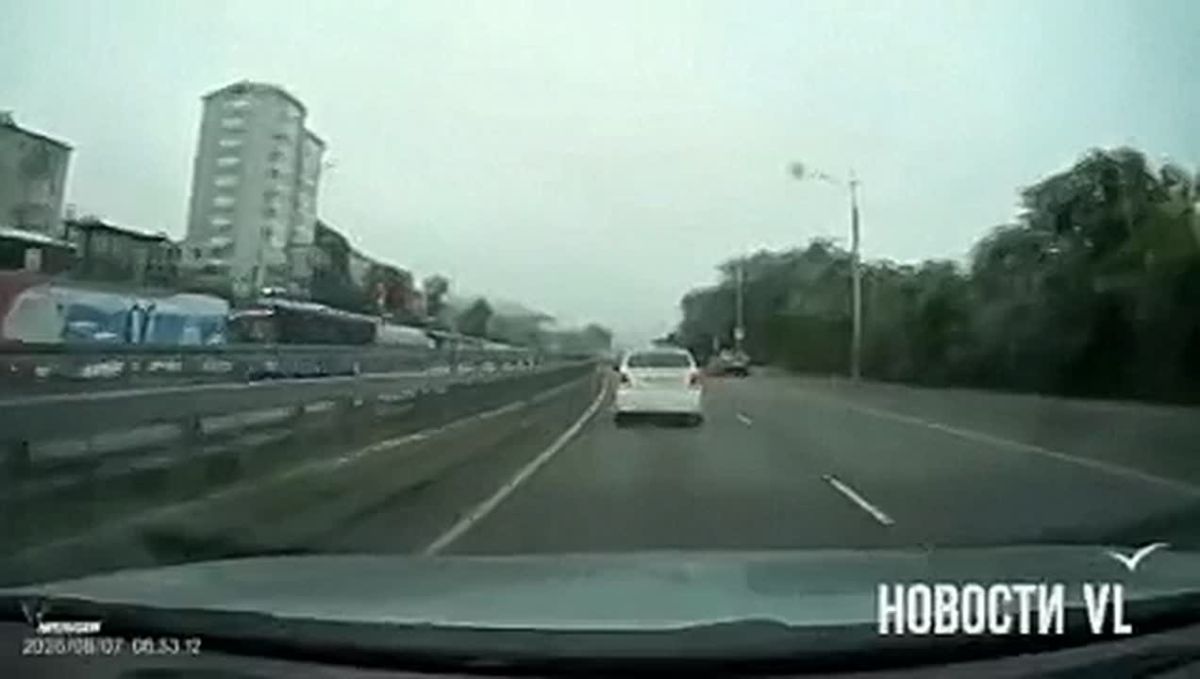 Котята выпали из движущегося авто во Владивостоке