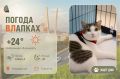#ПогодаВЛапках. Солнечно. В прогнозе – Матвей, ласковый обнимашка с моторчиком
