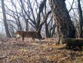 Сахарный бренд "Русский сахар" представил новую лимитированную серию упаковок, героинями которой стали самка дальневосточного леопарда Сахаринка и её новорожденный котёнок