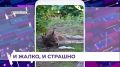 Неожиданная гостья наведалась в село Николо-Михайловка