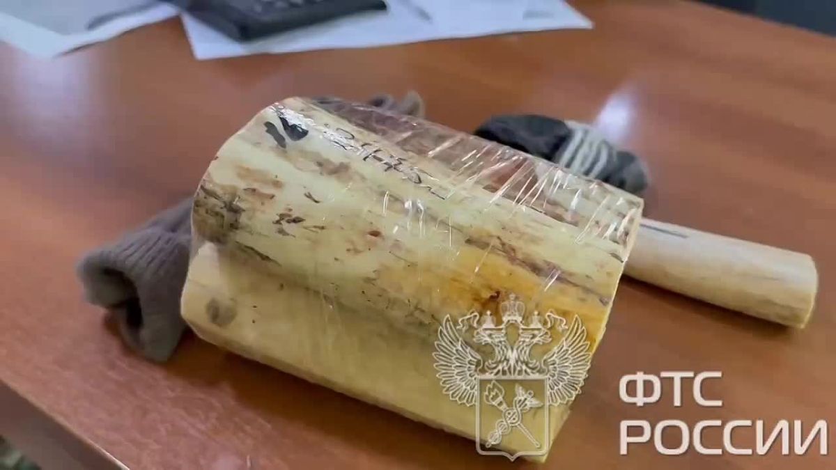 В читинском пункте пропуска Забайкальск сотрудники таможни обнаружили у пассажиров, следующих на автобусе в Маньчжурию, фрагменты бивней
