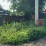 В Уссурийске составлено более 50 протоколов за несвоевременный покос травы