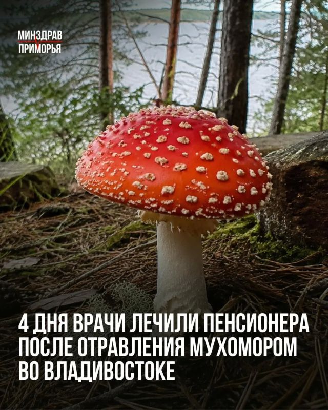 74-летний мужчина собрал грибы, приготовил и съел