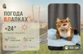 #ПогодаВЛапках. Солнечно. В прогнозе – кошечка по имени Белла