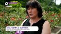 В Ботаническом саду ДВО РАН зацвели необычные георгины