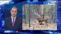 Новости Приморья коротко.. - На острове Попова полицейские с помощью беспилотников обнаружили плантации конопли; - В Приморье на время Восточного экономического форума приостановят охоту; - Приморцев вновь предупредили о...