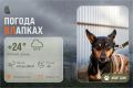 #ПогодаВЛапках. Облачно, дождь