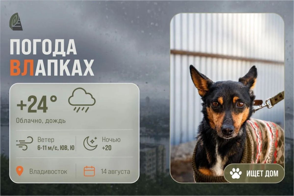 #ПогодаВЛапках. Облачно, дождь