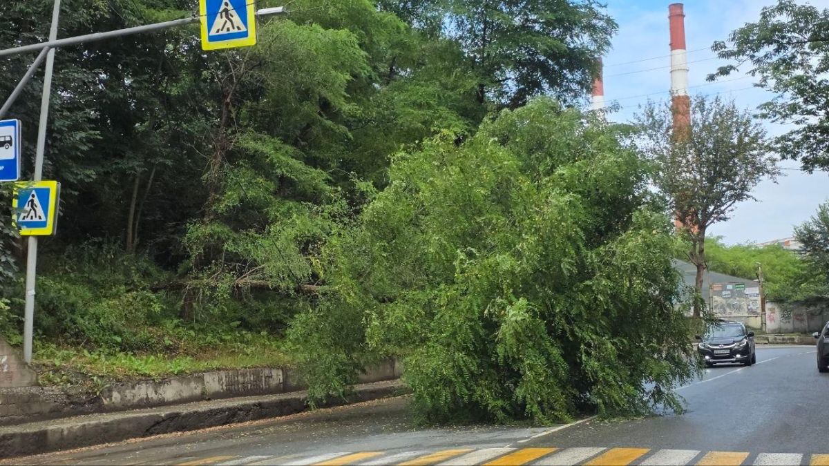 На косогоре в районе Фадеева, 24 упало дерево