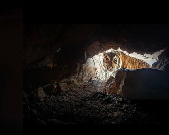 В Приморье амурский тигр стащил фотоловушку В Приморье амурский тигр стащил фотоловушку