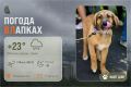 #ПогодаВЛапках. Облачно, дождь