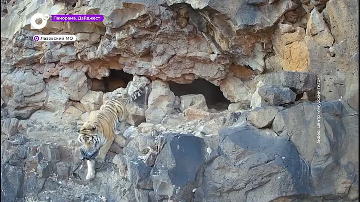 В приморской тайге развернулся настоящий детектив