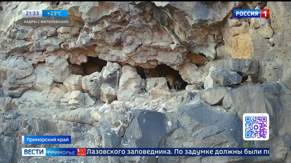 Амурский тигр украл дорогостоящую фотоловушку немецкого фотографа