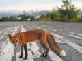 Доброе утро, Владивосток!. Сегодня делимся фото рыжей лисы, которую можно встретить на Русском острове