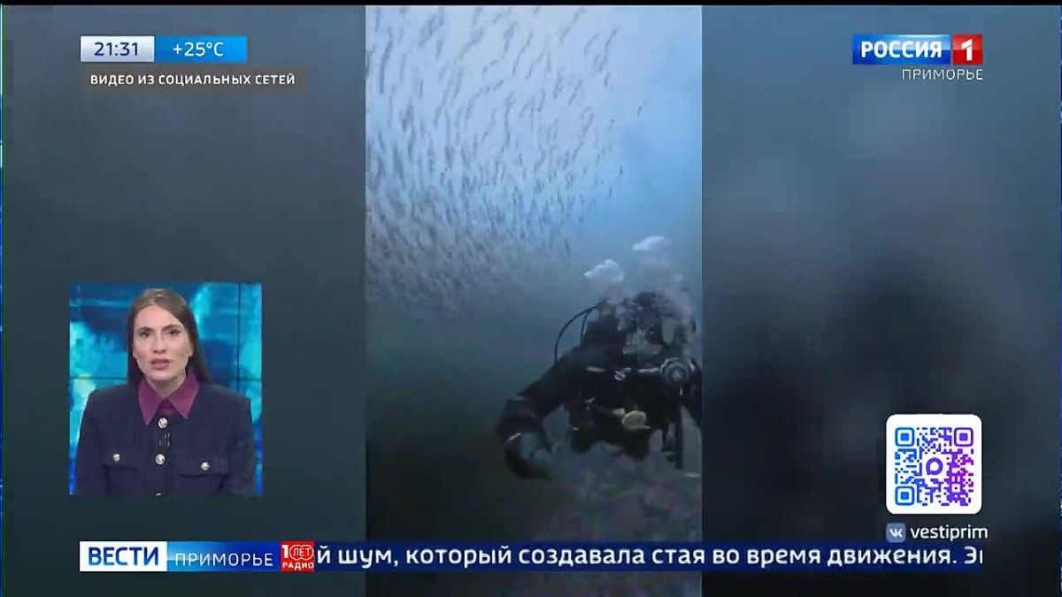 Во Владивостоке дайверы наткнулись на необычное зрелище у острова Аскольд: на глубине около 25 метров они встретили огромный косяк скумбрии