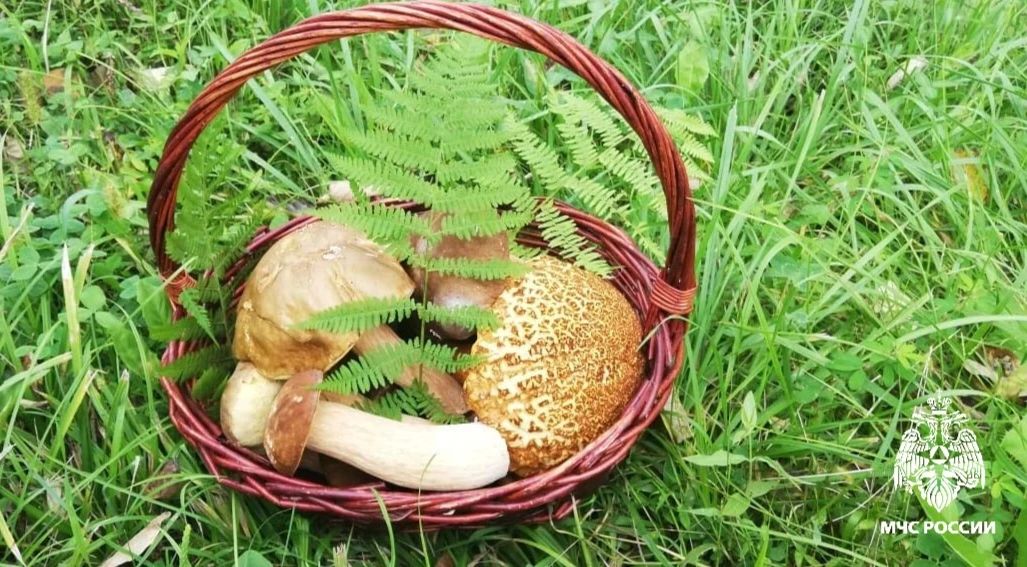 Если лес стал лабиринтом: 6 шагов к спасению Если лес стал лабиринтом: 6 шагов к спасению