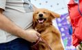 Конкурс костюмов, лотерея и полоса препятствий: в сентябре во Владивостоке пройдёт фестиваль «Собаки города_В»