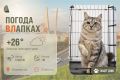 #ПогодаВЛапках. Облачно. В прогнозе королевская кошка Принцесса – роскошная молодая кошечка, которой сейчас 2,5 года
