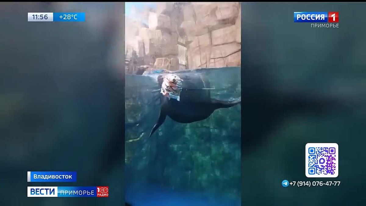 Во Владивостоке в Приморском океанариуме северному морскому котику по кличке Айк приготовили большой мороженный куб из рыбы