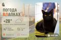 #ПогодаВЛапках. Облачно, небольшой дождь