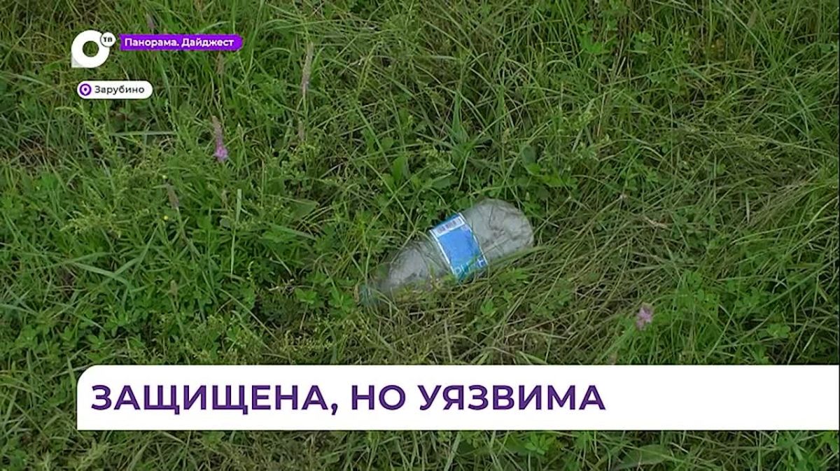 Уникальное растение барнардия японская произрастает в Приморье