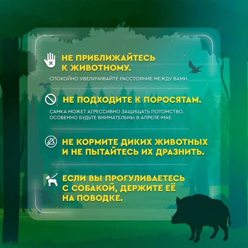 Кабаны в черте города: что делать при встрече с диким животным Кабаны в черте города: что делать при встрече с диким животным