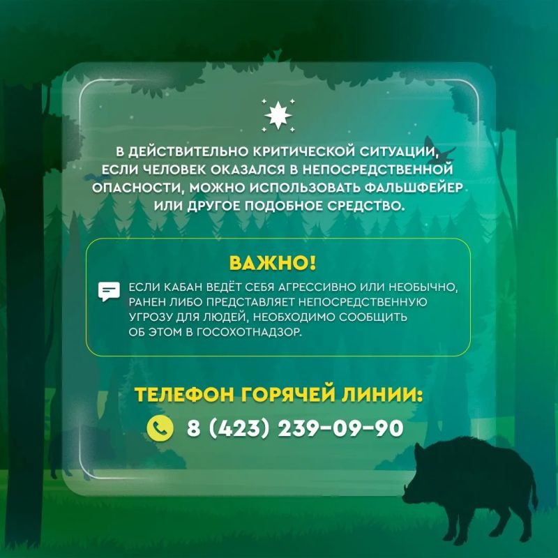Кабаны в черте города: что делать при встрече с диким животным Кабаны в черте города: что делать при встрече с диким животным