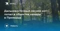 Редкость в объективе: дальневосточный лесной кот был снят на камеру в Приморье