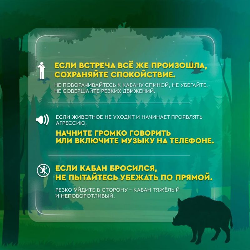 Кабаны в черте города: что делать при встрече с диким животным Кабаны в черте города: что делать при встрече с диким животным
