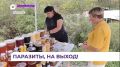 Приморские пчеловоды имеют большой опыт борьбы с пчелиным клещом