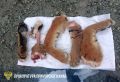 В Приморье будут судить охотника, убившего тигра