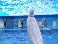 Приморский океанариум отметил первое 10-летие