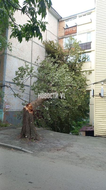Наш читатель сообщает, что на Кирова, 24а дерево упало на дом Наш читатель сообщает, что на Кирова, 24а дерево упало на дом