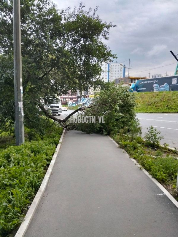 На Калинина под Золотым мостом из-за упавшего дерева перекрыт проход по тротуару На Калинина под Золотым мостом из-за упавшего дерева перекрыт проход по тротуару