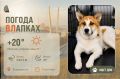 #ПогодаВЛапках. Облачно. В прогнозе – щенок Тунша