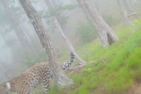 Леопард Leo 260M, которого ранее спасли в Приморье, осваивает новые территории на юге края, сообщили в пресс-службе дирекции заповедников "Земля леопарда" Леопард Leo 260M, которого ранее спасли в Приморье, осваивает новые территории на юге края, сообщили в пресс-службе дирекции заповедников "Земля леопарда"