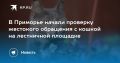 В Приморье началась проверка жестокого обращения с кошкой