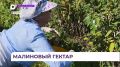 Малина с фермы в Кроуновке будет доступна приморцам ещё полтора месяца