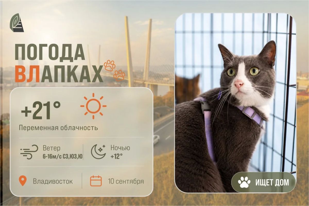 #ПогодаВЛапках. Переменная облачность. В прогнозе Малыш
