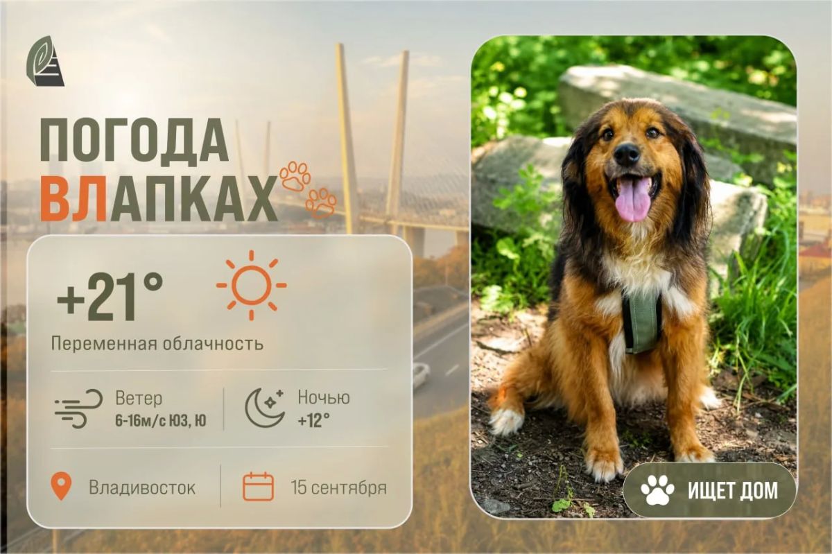 #ПогодаВЛапках. Переменная облачность. В прогнозе Люся: собака, которая очень хочет снова стать домашней! Люсе всего 1,5 года, но её путь к счастью оказался непростым