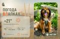#ПогодаВЛапках. Переменная облачность. В прогнозе Люся: собака, которая очень хочет снова стать домашней! Люсе всего 1,5 года, но её путь к счастью оказался непростым